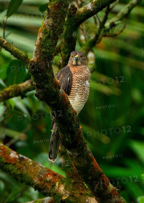Shikra