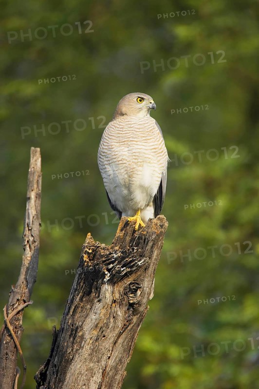 Shikra