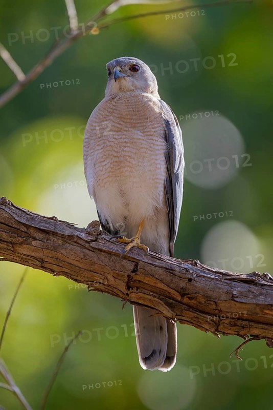 Shikra