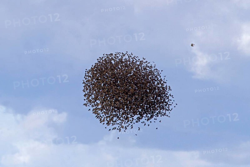 Common Starling
