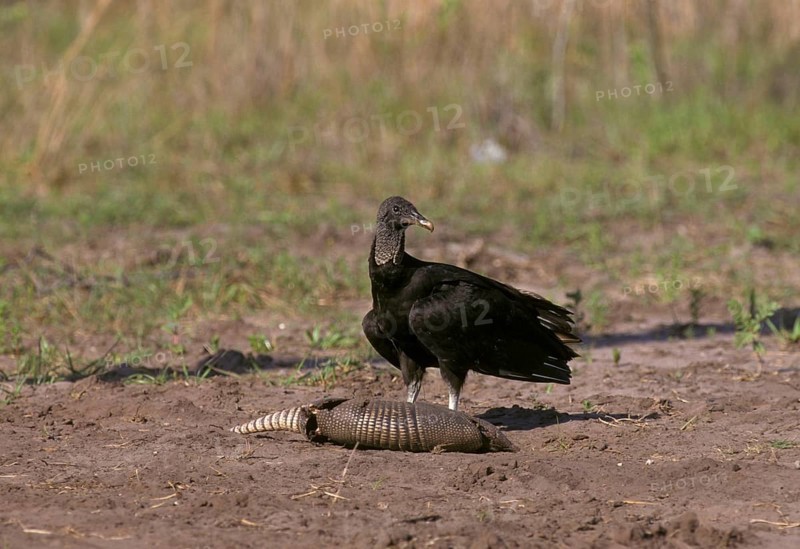 Black vulture
