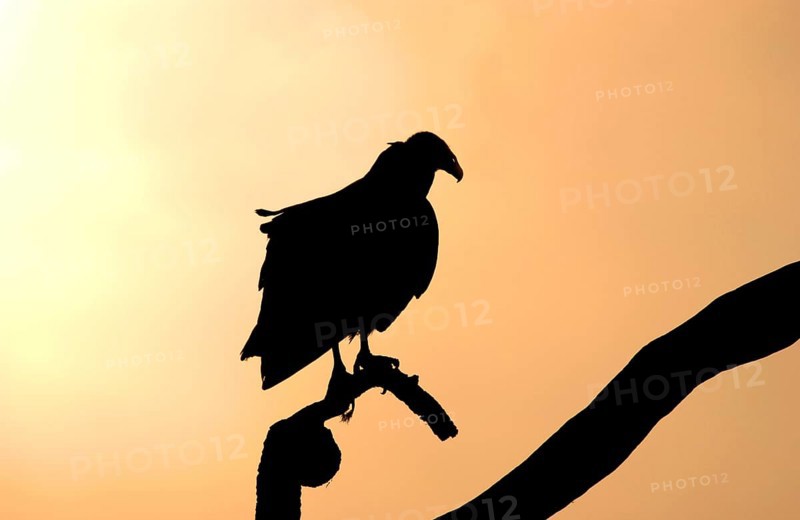 Black Vulture