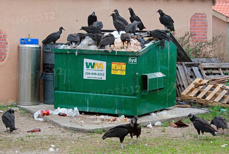 American black vulture