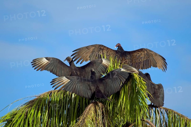 Adult specimens of American black vulture