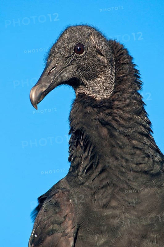 American black vulture