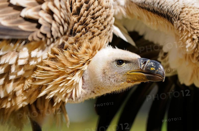 Cape griffon