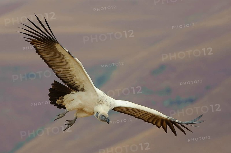 Cape griffon