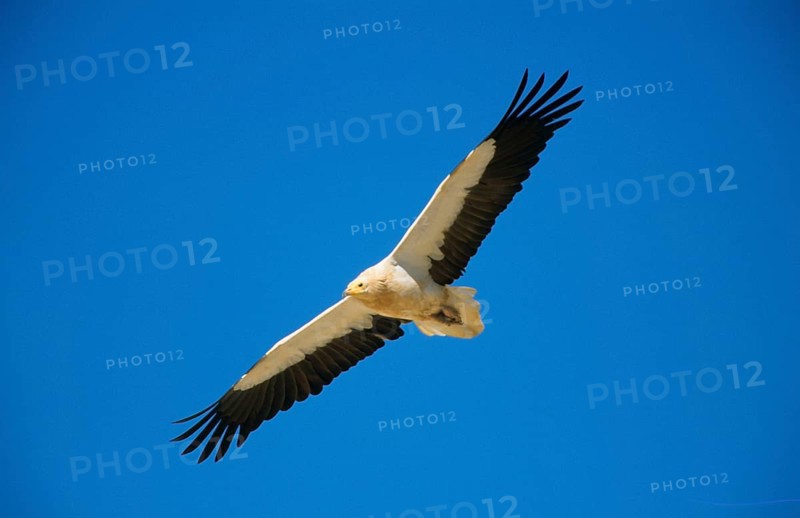 Egyptian vulture