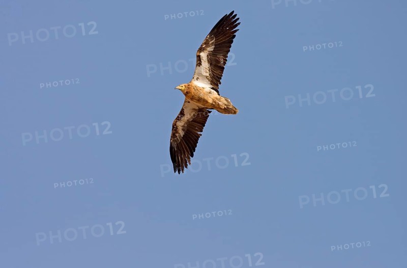 Canary Egyptian Vulture