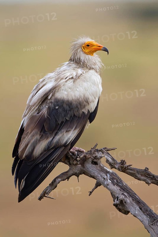 Egyptian vulture