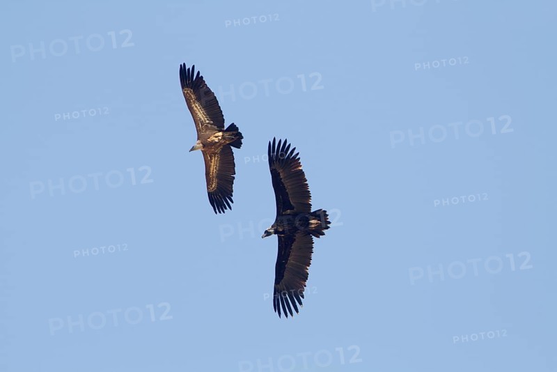 Cinereous vulture
