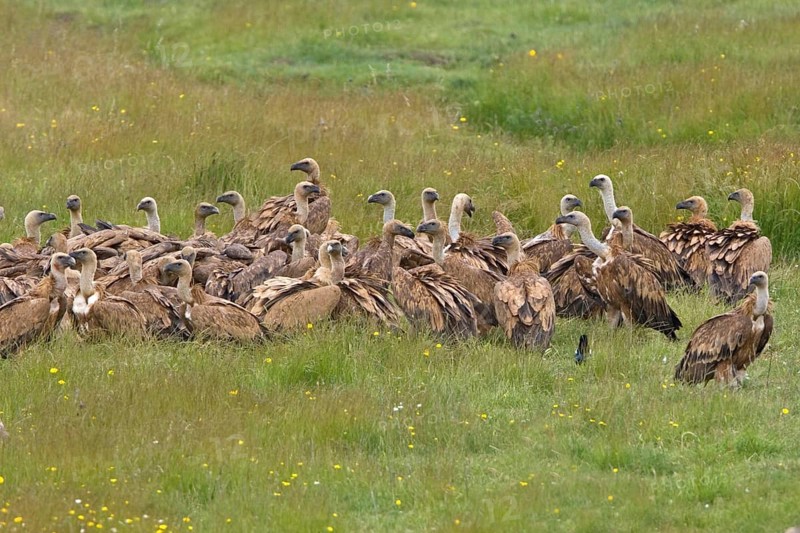 Adult griffon vulture
