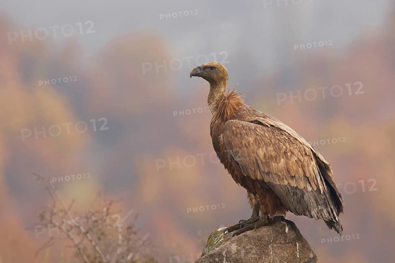 Eurasian griffon vulture