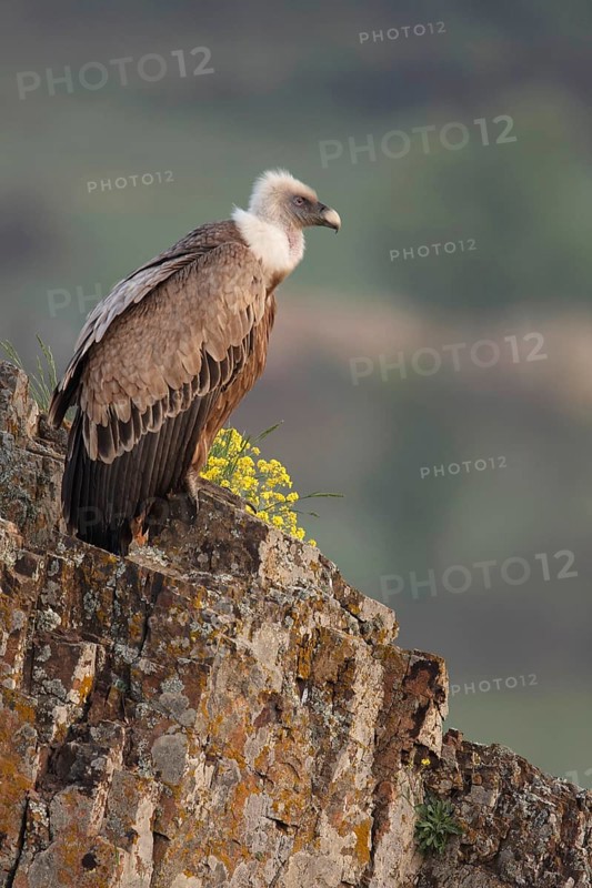 Adult griffon vulture