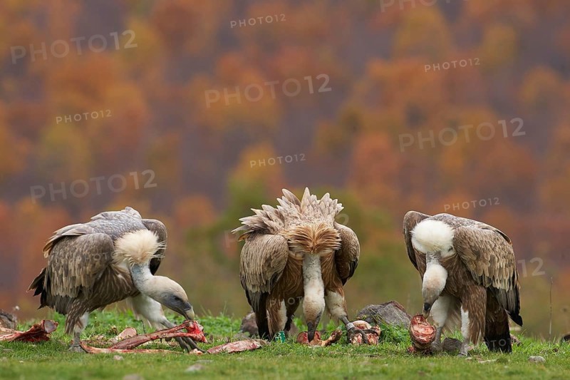 Eurasian griffon vulture