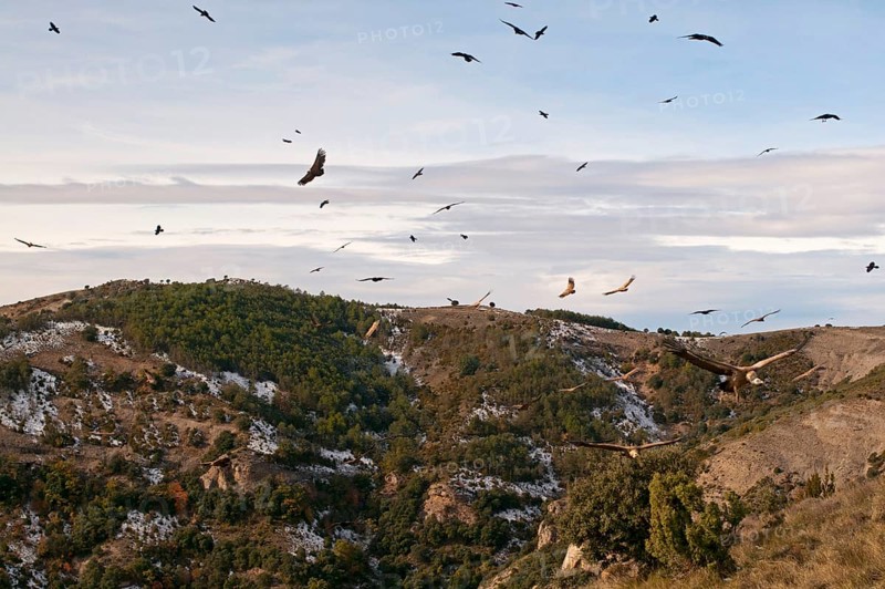 Flock of griffon vulture