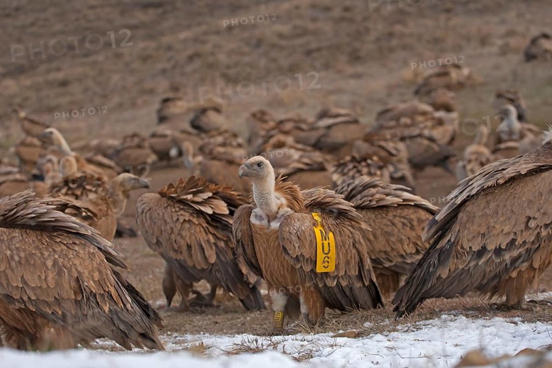 Eurasian Griffon Vulture