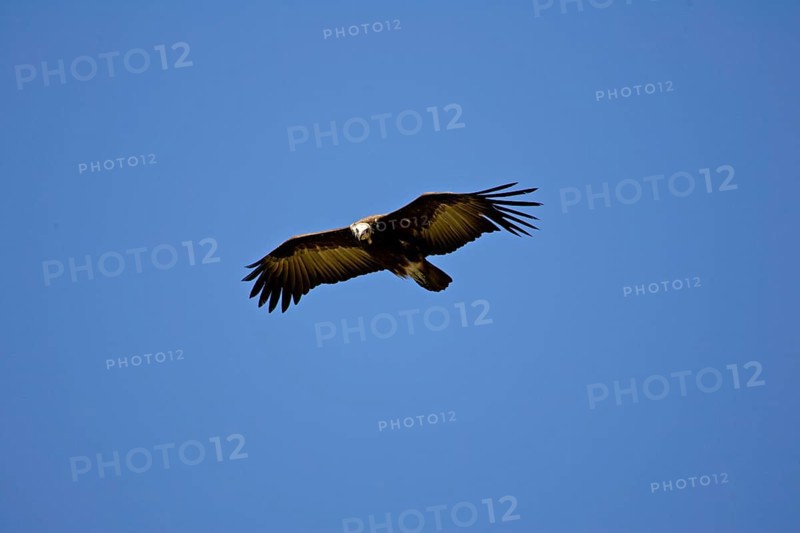 Hooded vulture