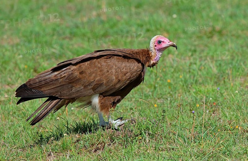 Hooded vulture