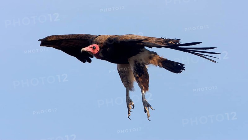 Hooded Vulture