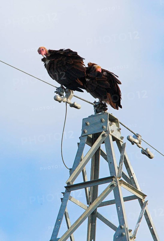 Hooded vulture