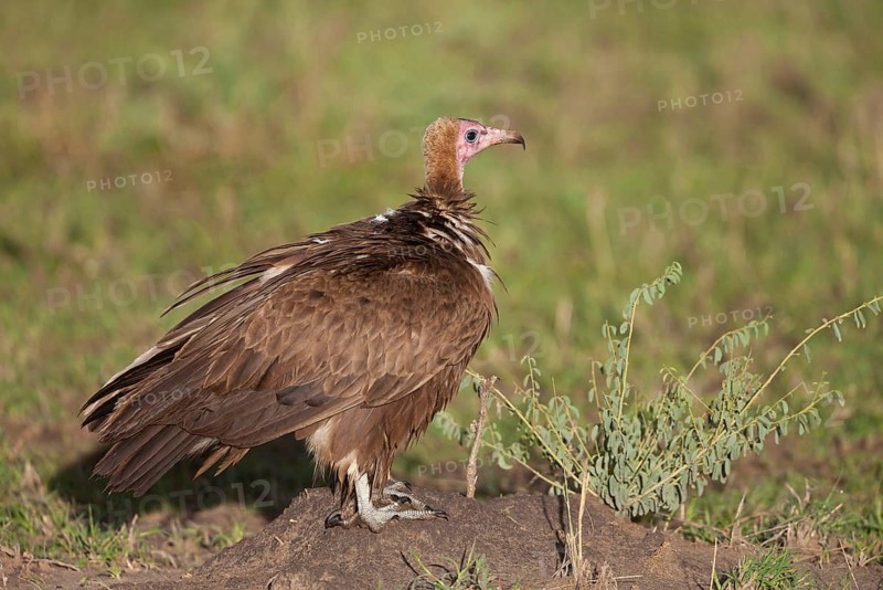 Hooded vulture