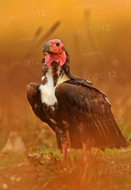 Red-headed vulture