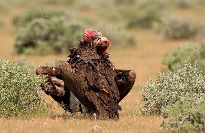 Nubian vulture