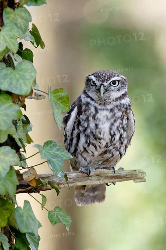 Little Owl