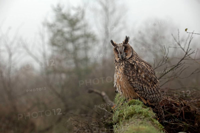 Adult long-eared owl
