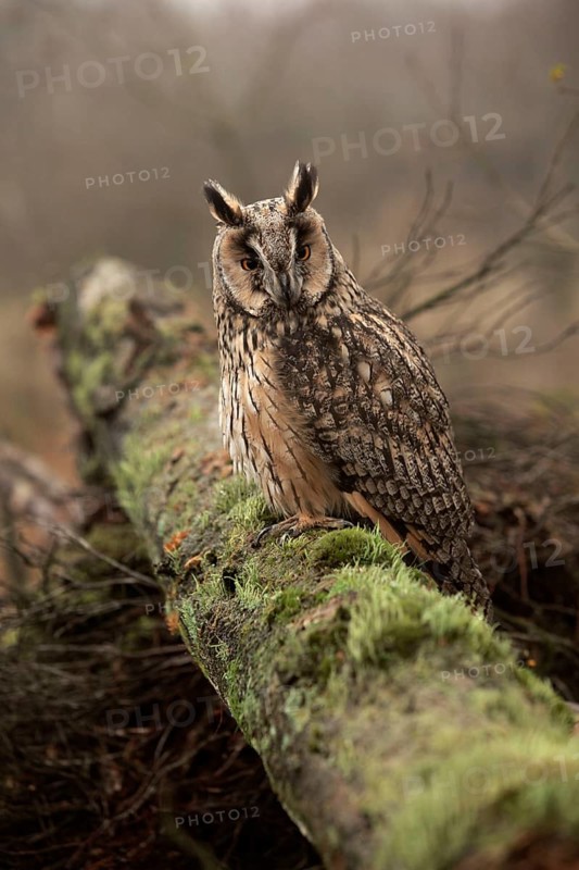 Adult long-eared owl