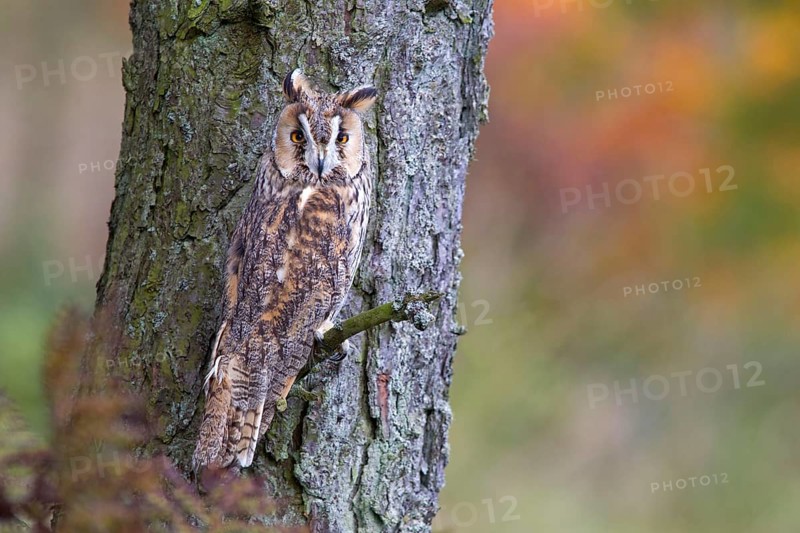 Long-eared owl