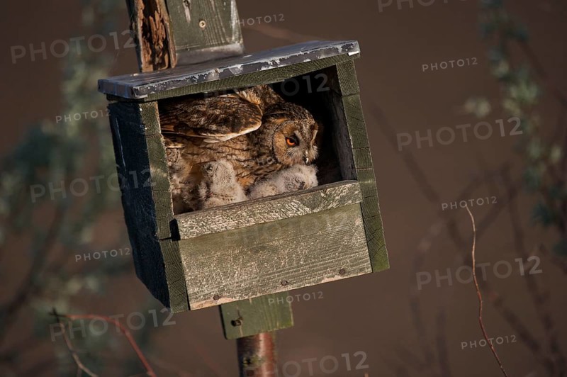 Long-eared owl