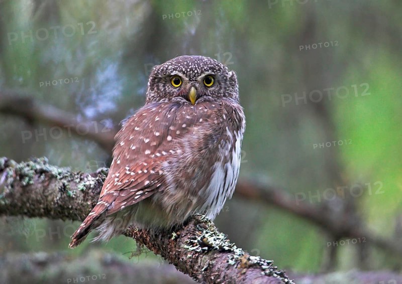 Eurasian Pygmy-owl