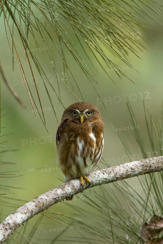 Brazilian Pygmy Owl