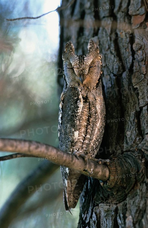 Eurasian Scops Owl