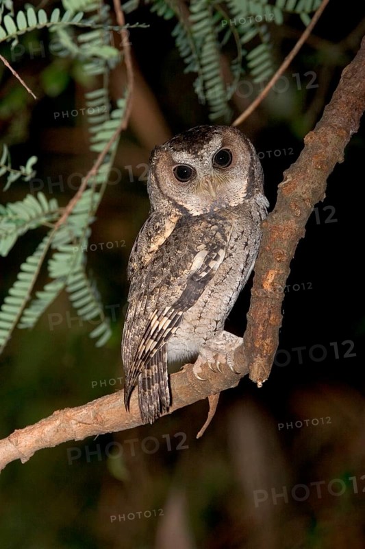 Sunda scops owl