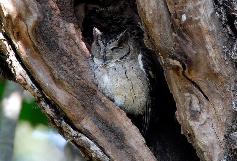 Indian Scops-owl