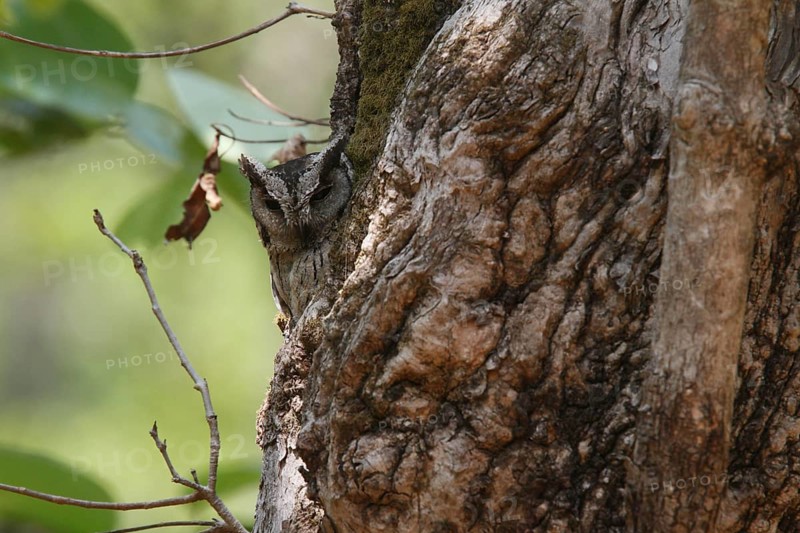 Indian scops-owl