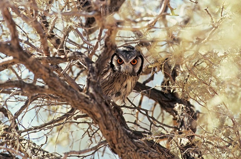 Bush Owl