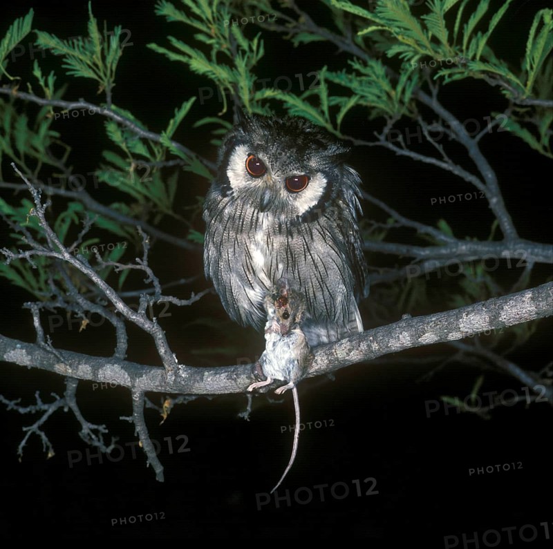 Bush Owl
