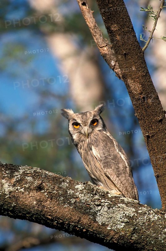 Bush Owl