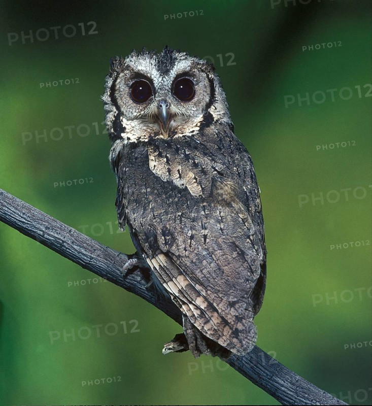 Hindu Collared Owl