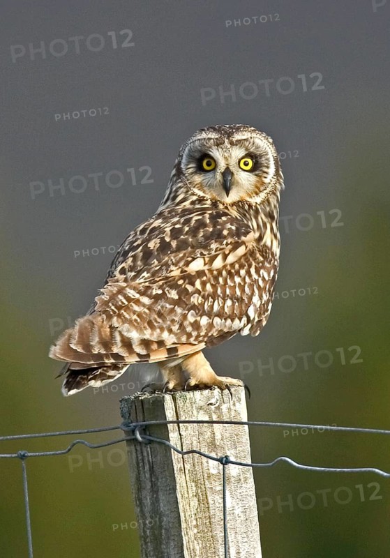 Short-eared Owl
