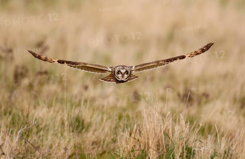 Short-eared owl