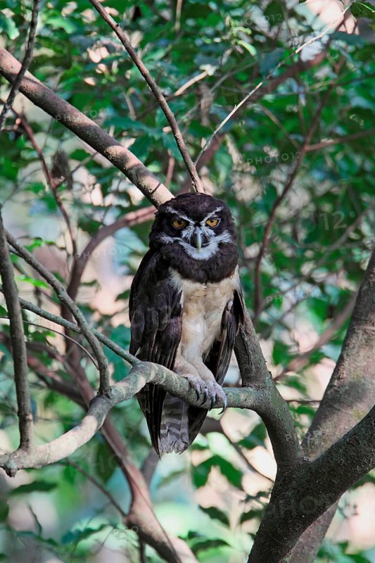 Spectacled owl