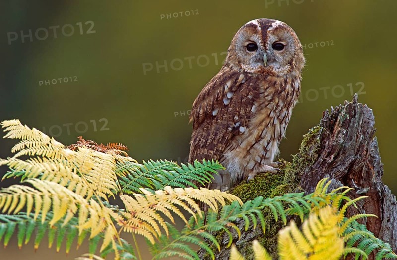 Tawny Owl