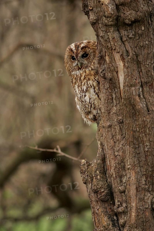 Tawny Owl