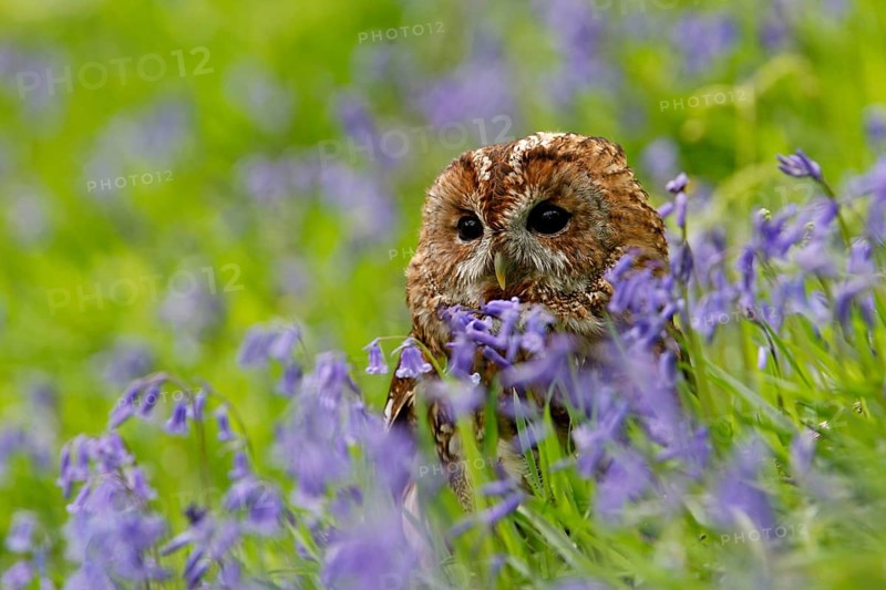 Tawny Owl