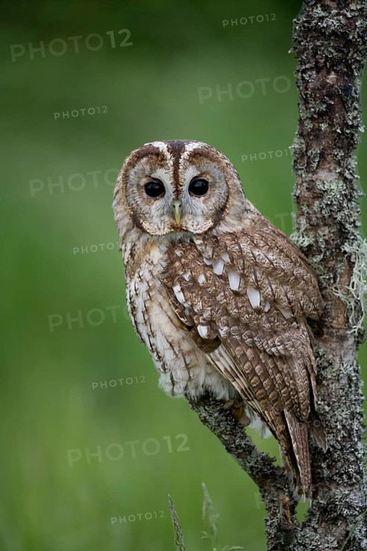 Tawny Owl